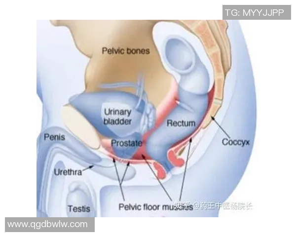 凯格尔运动：增强盆底肌力量改善健康的有效方法与实践指南